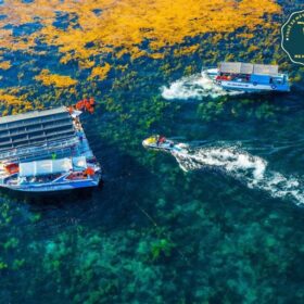 Trải nghiệm rừng rong mơ giữa biển
